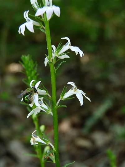 {Lobelia spicata}